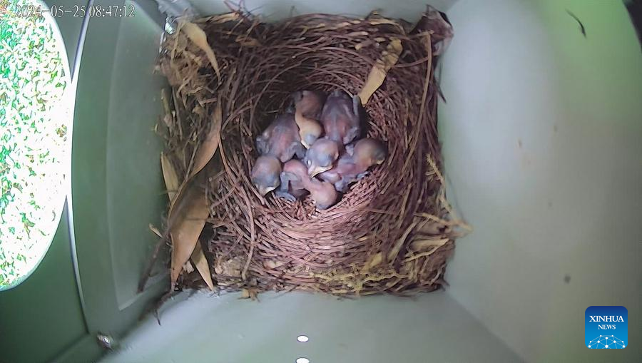 Across China: Lampposts in south China's Shenzhen double as cozy bird nurseries