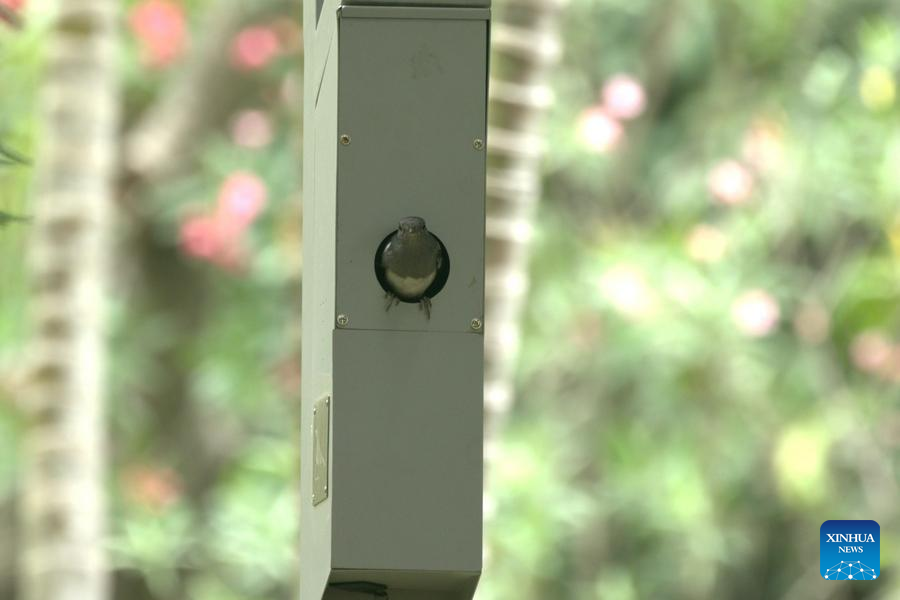 Across China: Lampposts in south China's Shenzhen double as cozy bird nurseries