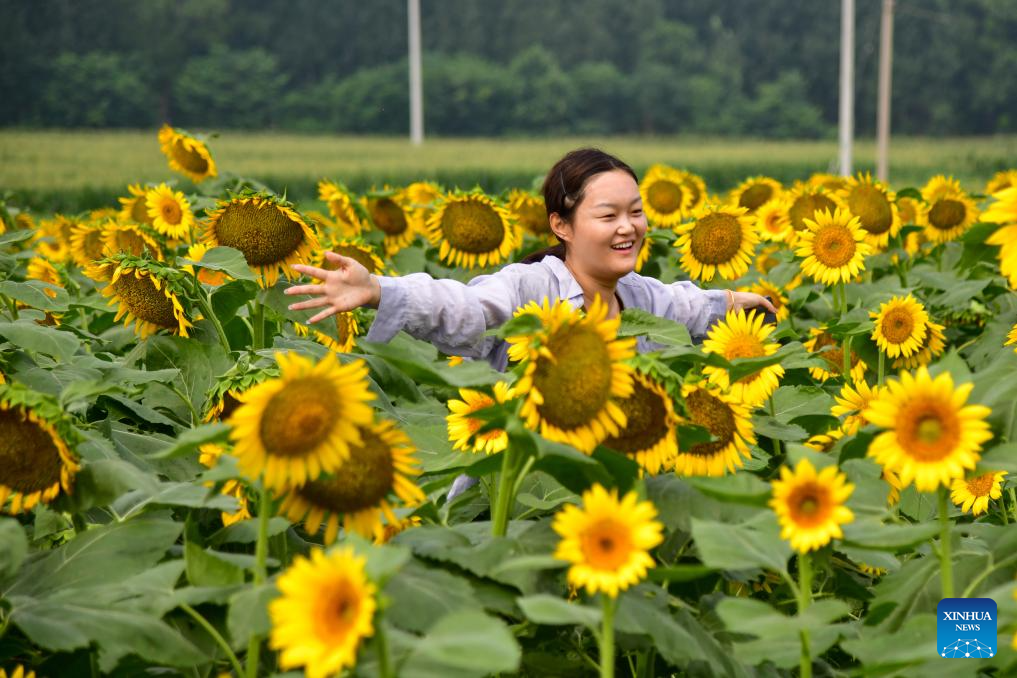 Sunflowers attract tourists in Jinan, E China's Shandong