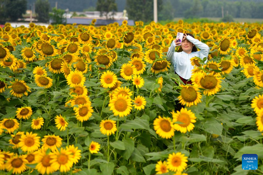 Sunflowers attract tourists in Jinan, E China's Shandong