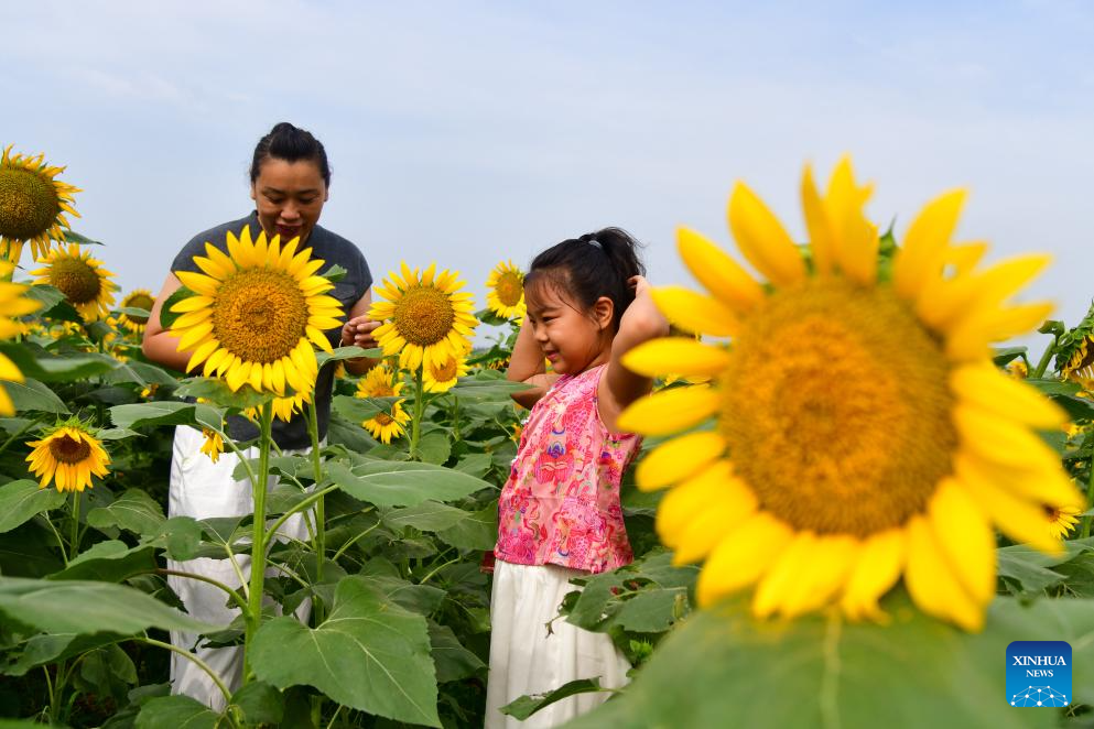 Sunflowers attract tourists in Jinan, E China's Shandong