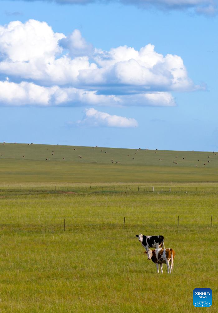 View of grassland in Hulun Buir, N China's Inner Mongolia