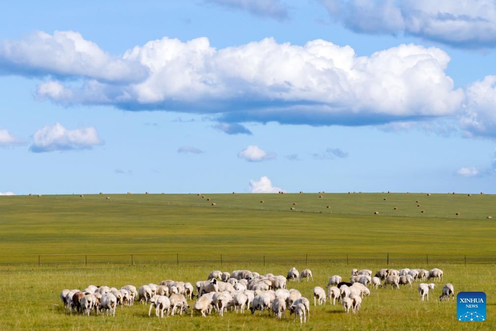 View of grassland in Hulun Buir, N China's Inner Mongolia