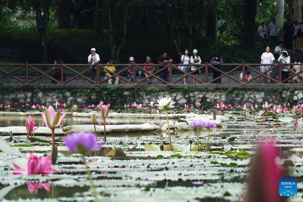Water lilies bloom in early autumn in Nanning, China's Guangxi