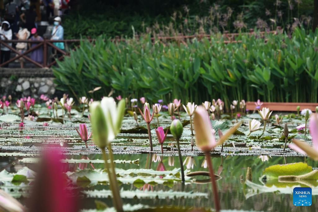 Water lilies bloom in early autumn in Nanning, China's Guangxi