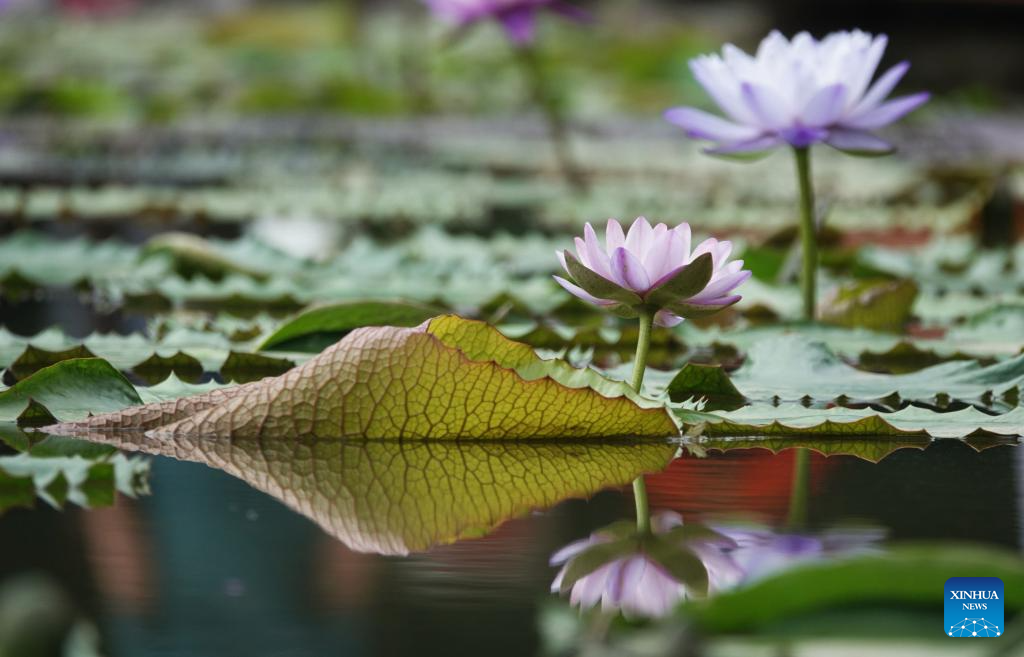 Water lilies bloom in early autumn in Nanning, China's Guangxi
