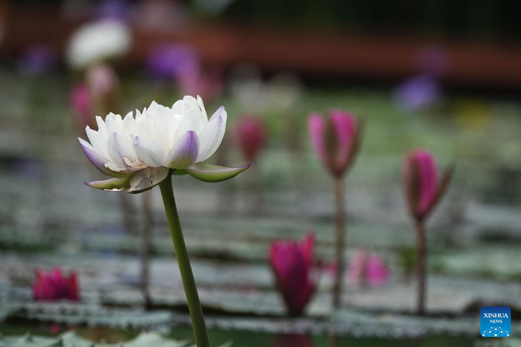 Water lilies bloom in early autumn in Nanning, China's Guangxi