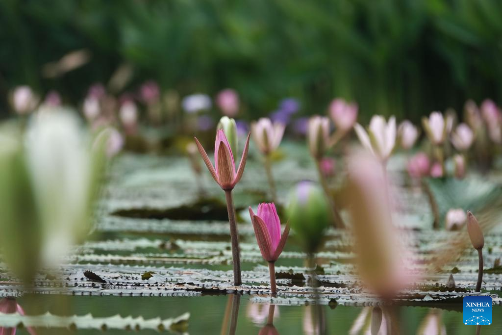 Water lilies bloom in early autumn in Nanning, China's Guangxi