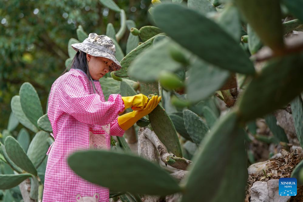 Cactus cultivation boosts rural development in SW China