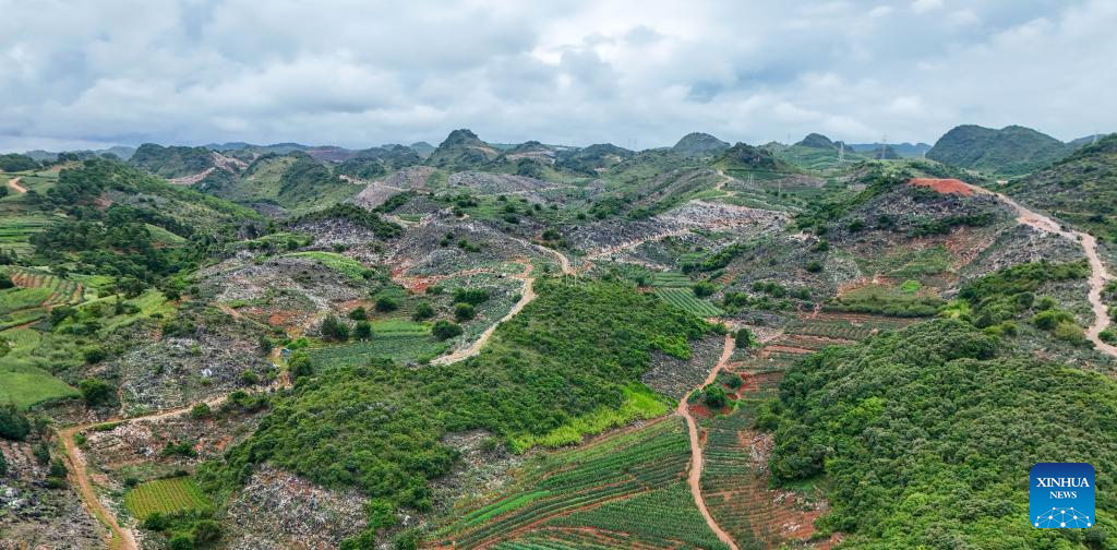 Cactus cultivation boosts rural development in SW China