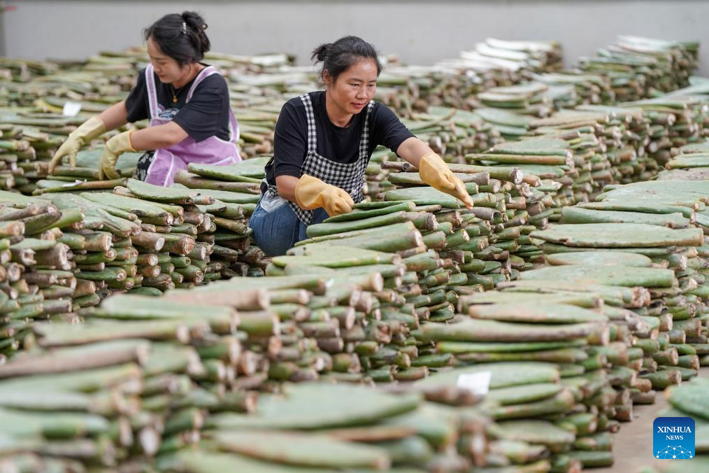 Cactus cultivation boosts rural development in SW China