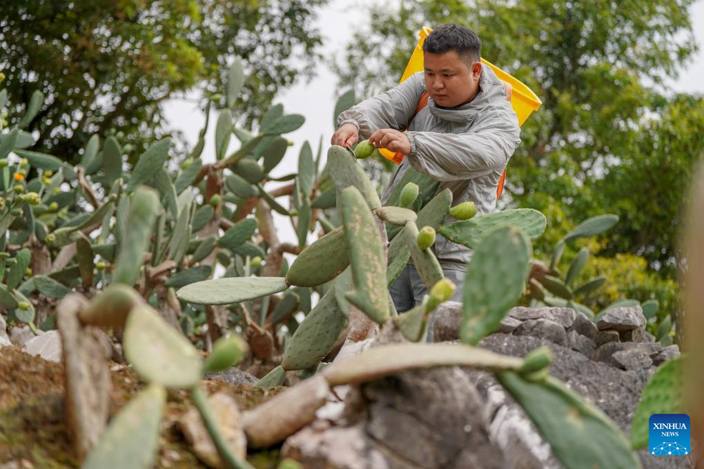 Cactus cultivation boosts rural development in SW China