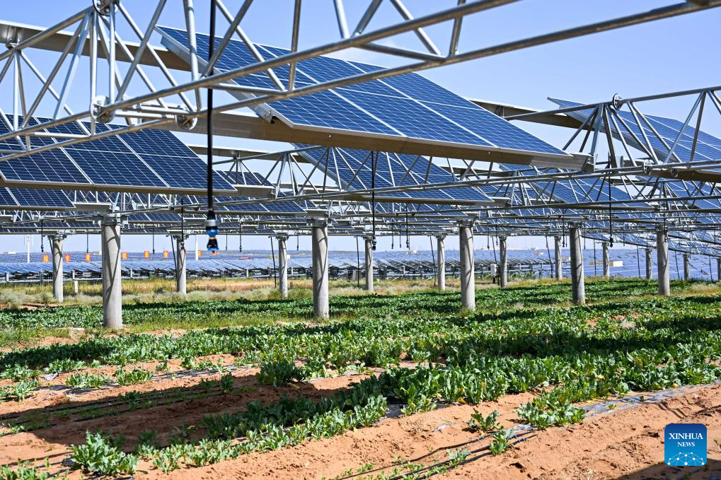 PV projects boost local ecological rehabilitation, economic growth in Kubuqi Desert, China's Inner Mongolia