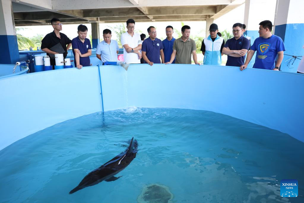 Stranded dolphin recovers well under care of rescue team in Hainan