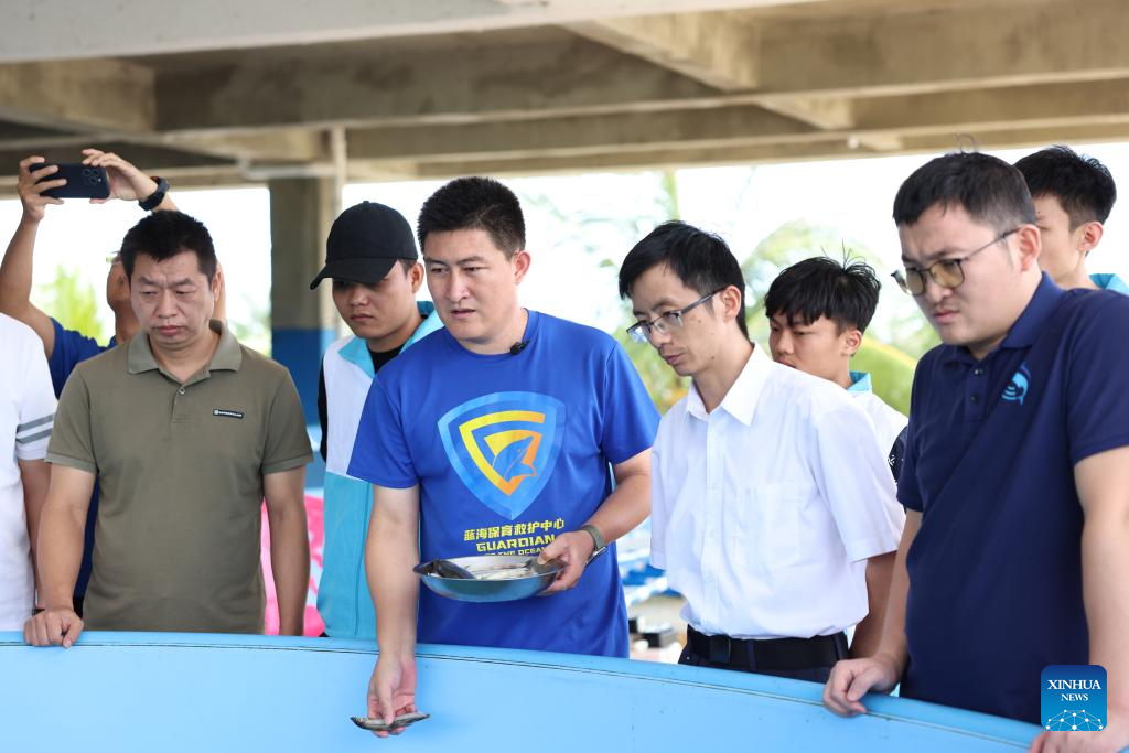 Stranded dolphin recovers well under care of rescue team in Hainan
