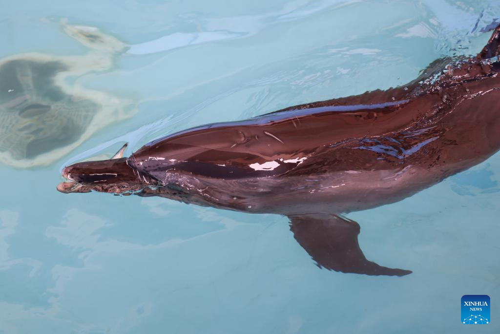 Stranded dolphin recovers well under care of rescue team in Hainan