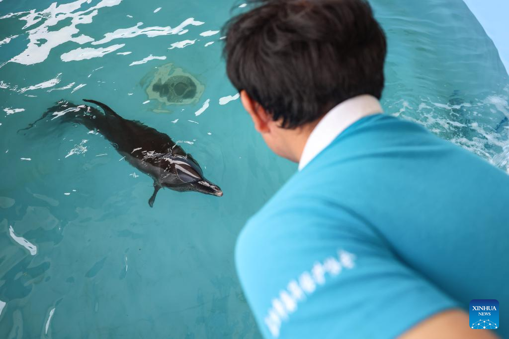 Stranded dolphin recovers well under care of rescue team in Hainan