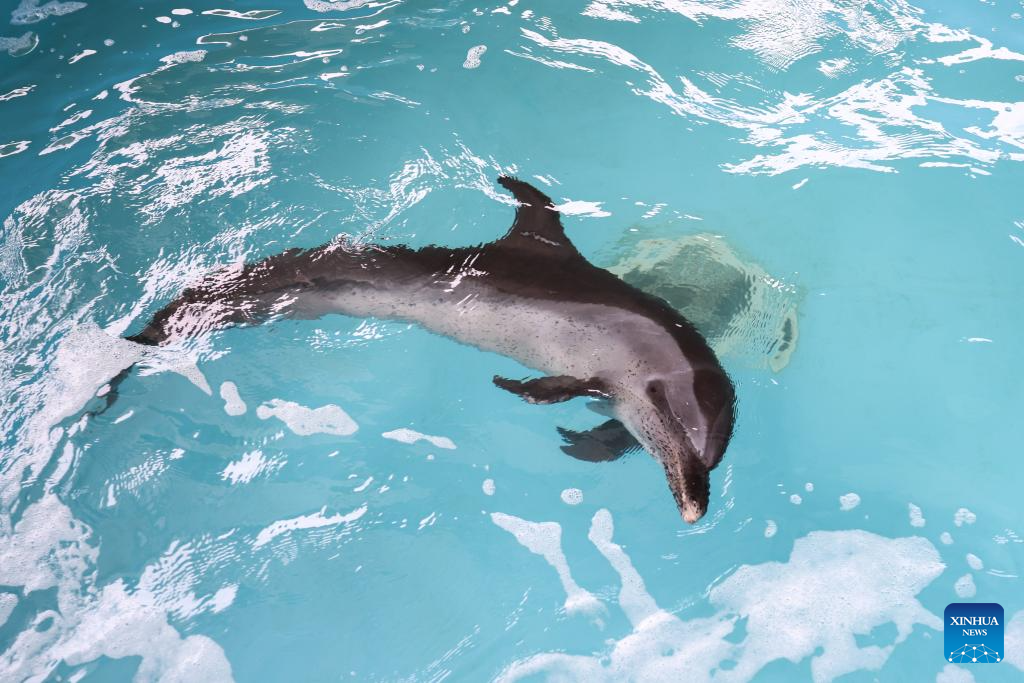 Stranded dolphin recovers well under care of rescue team in Hainan