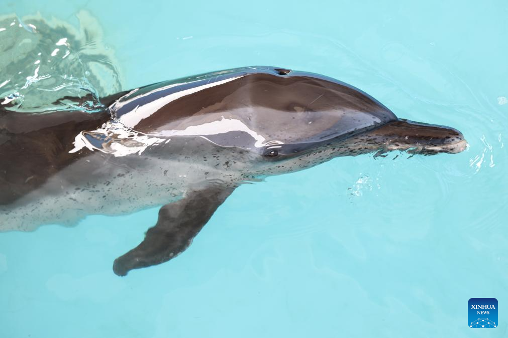 Stranded dolphin recovers well under care of rescue team in Hainan