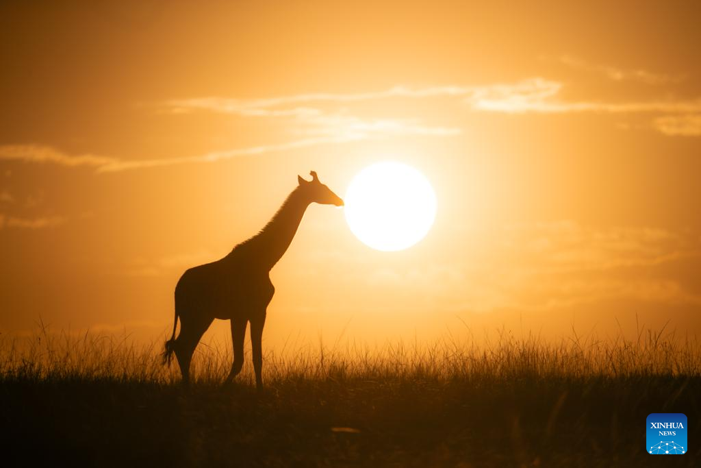 In pics: wildlife in Maasai Mara National Reserve in Kenya
