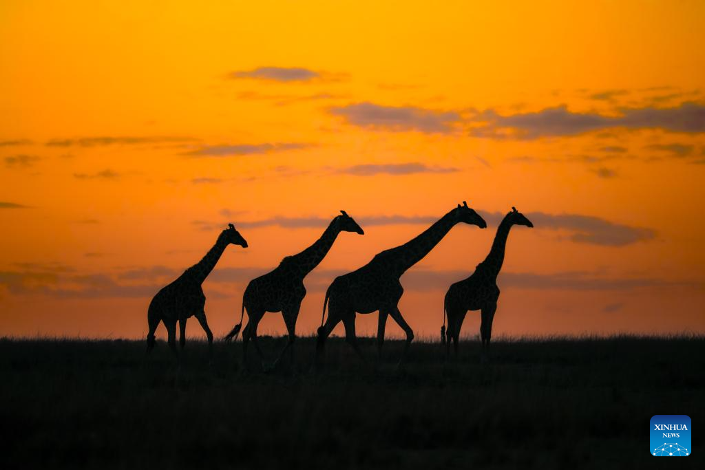 In pics: wildlife in Maasai Mara National Reserve in Kenya