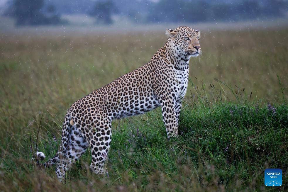 In pics: wildlife in Maasai Mara National Reserve in Kenya
