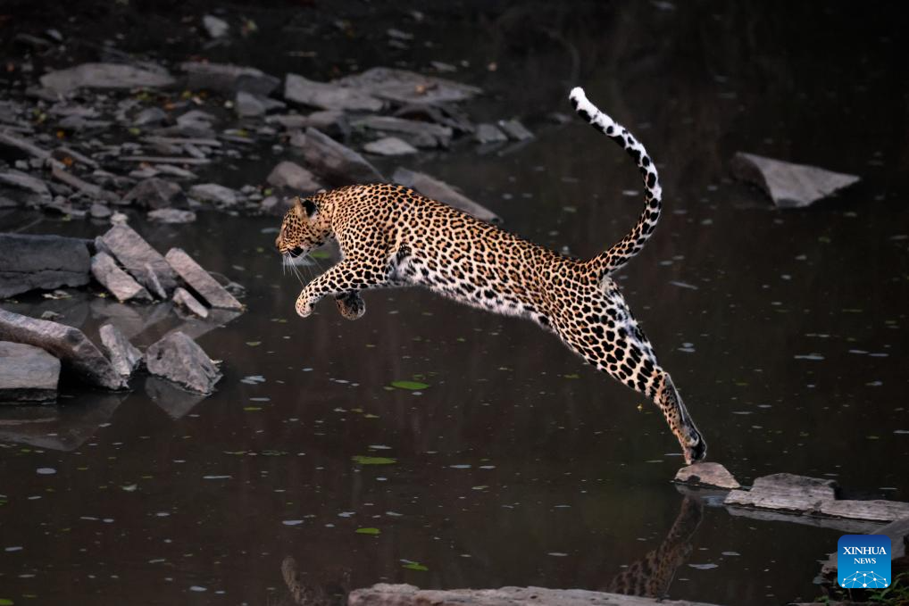 In pics: wildlife in Maasai Mara National Reserve in Kenya