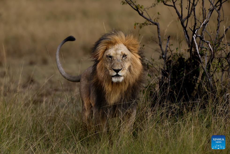 In pics: wildlife in Maasai Mara National Reserve in Kenya