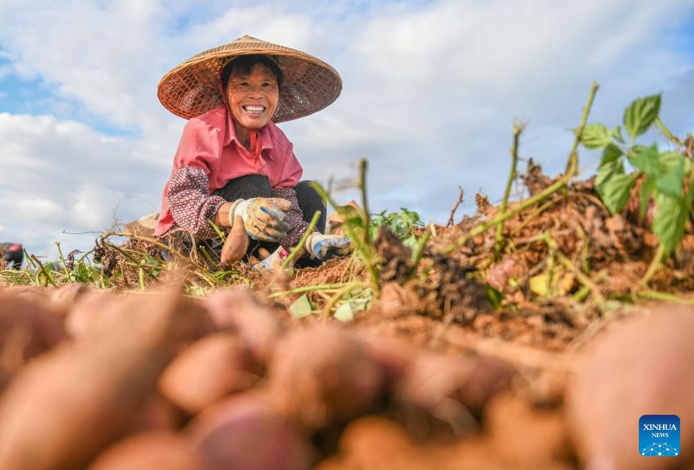 Autumn harvest in full swing in E China