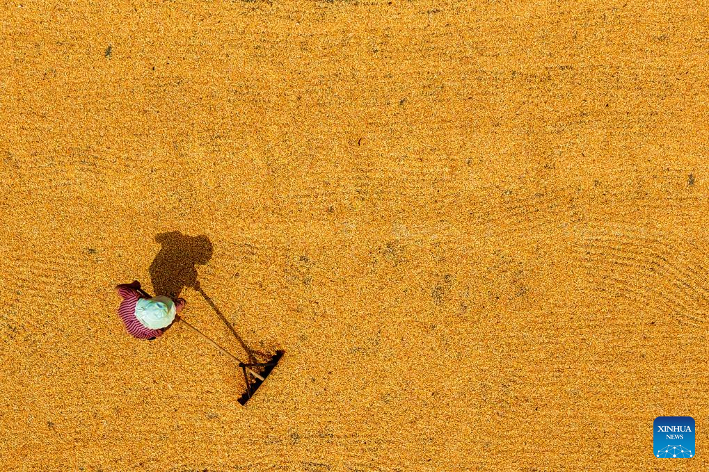 Autumn harvest in full swing in E China