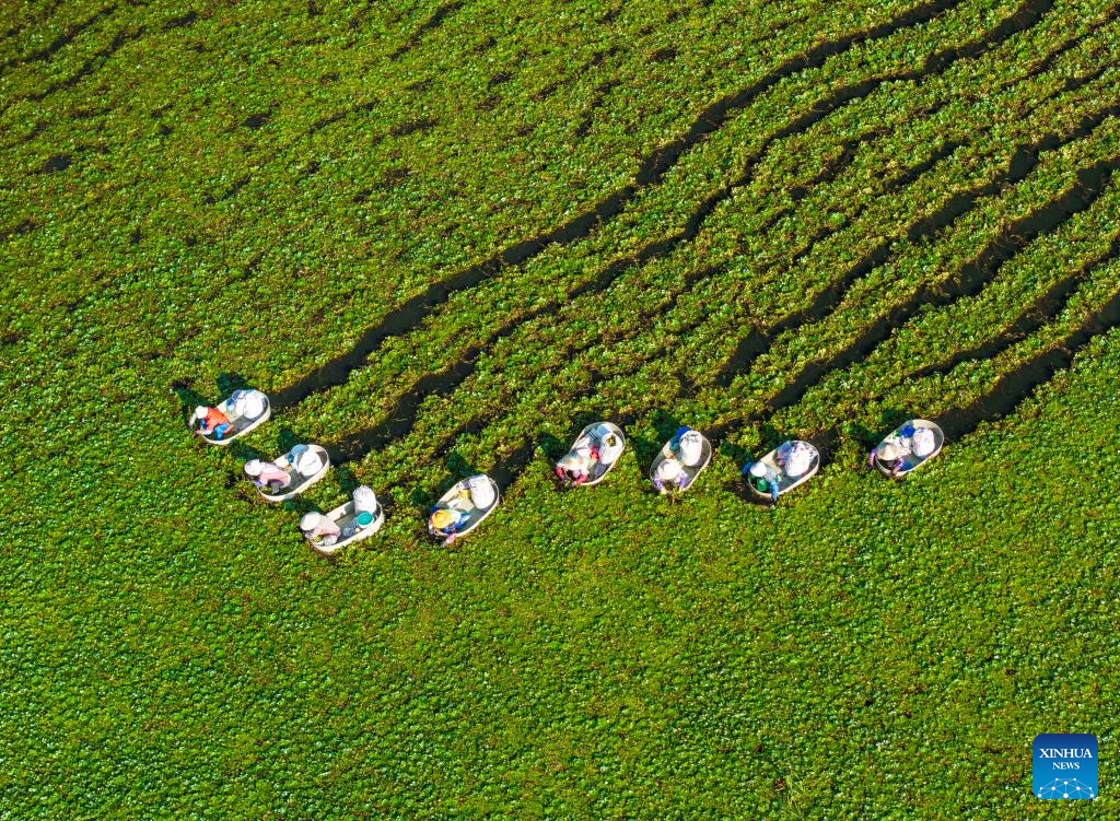 Autumn harvest in full swing in E China