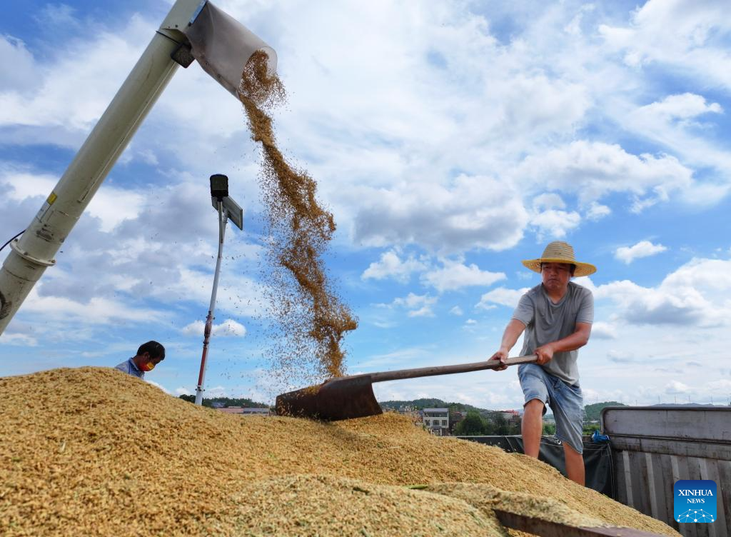 Autumn harvest in full swing in E China