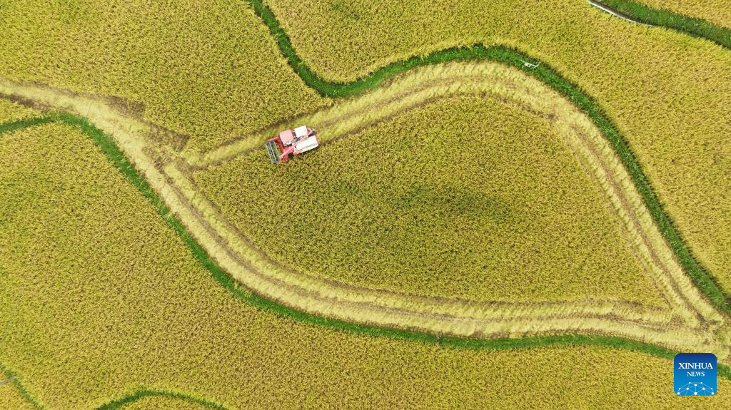 Autumn harvest in full swing in E China