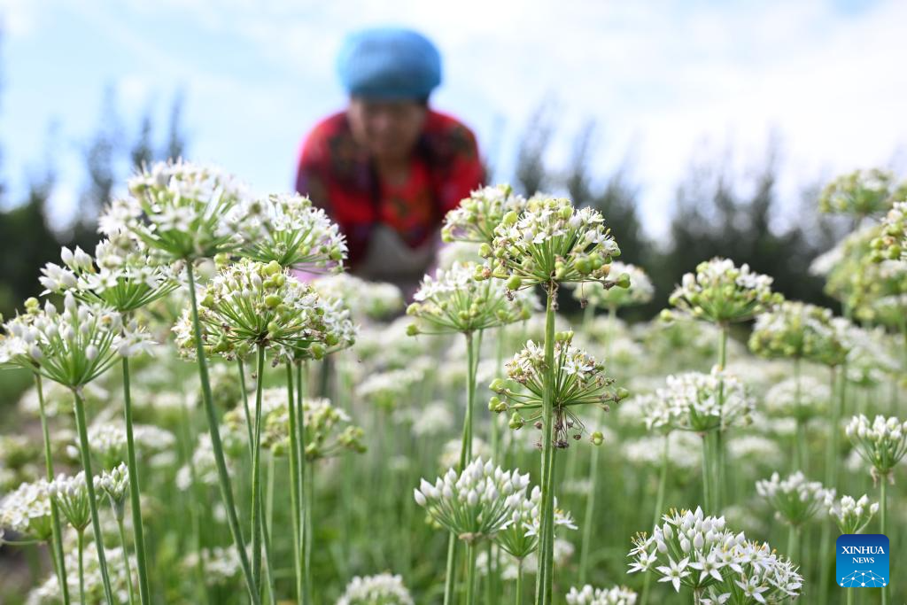 Autumn harvest in full swing in E China