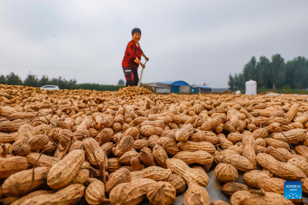 Autumn harvest in full swing in E China