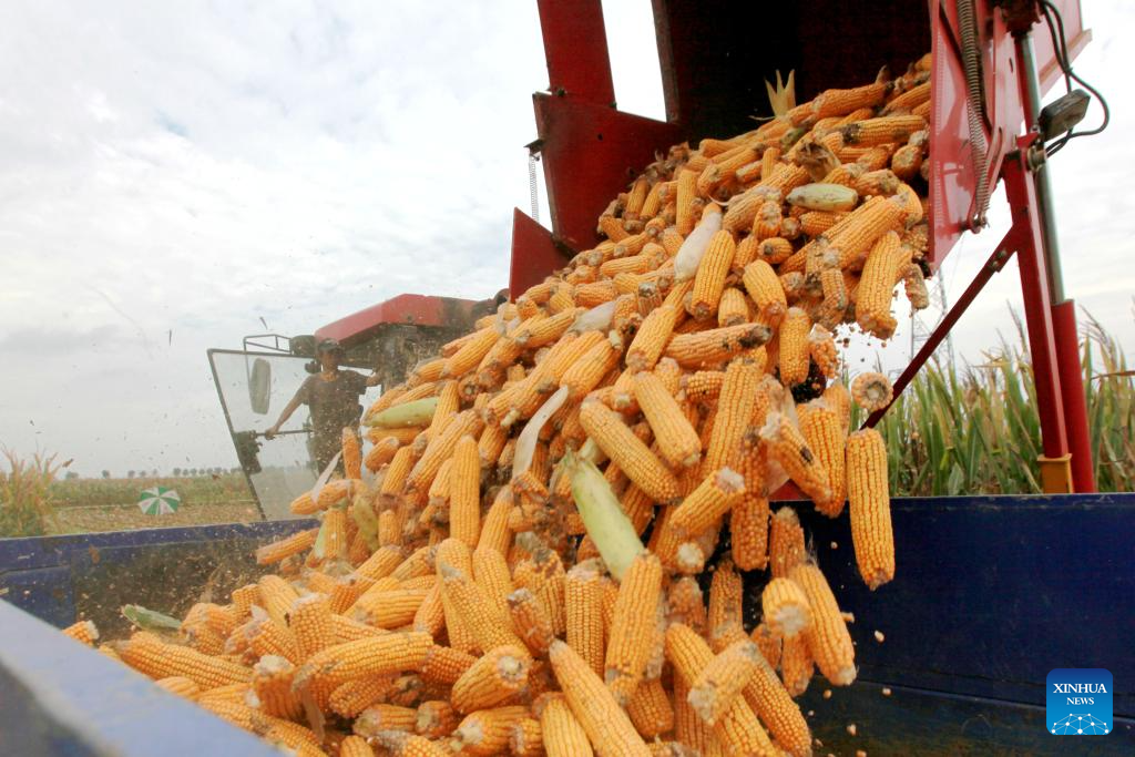 Autumn harvest in full swing in E China