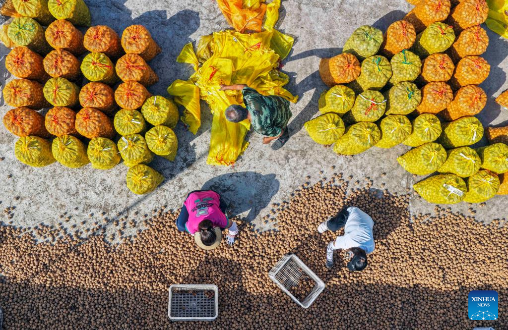 Autumn harvest in full swing in E China