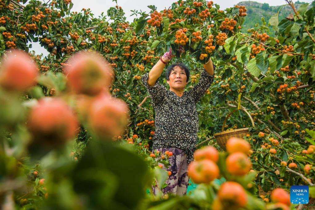 Autumn harvest in full swing in E China
