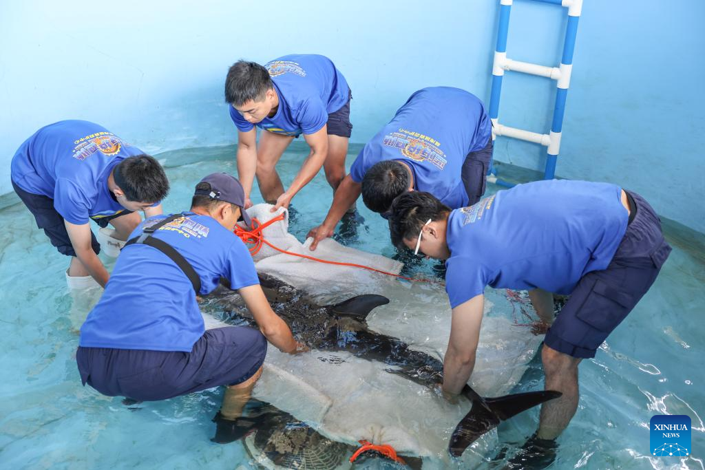 Stranded dolphin released back into sea in China's Hainan
