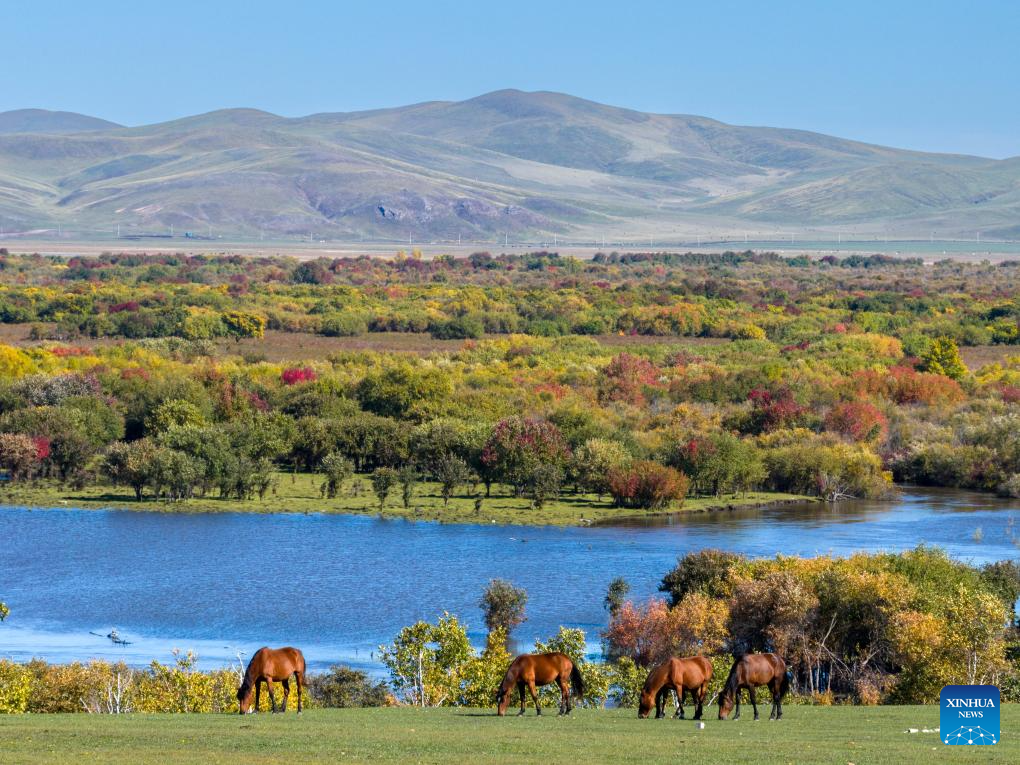 View of wetland around Ergune River in China's Inner Mongolia
