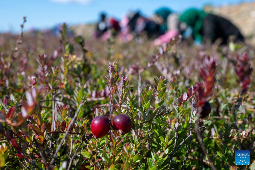 Cranberry harvest festival held in Fuyuan, NE China's Heilongjiang