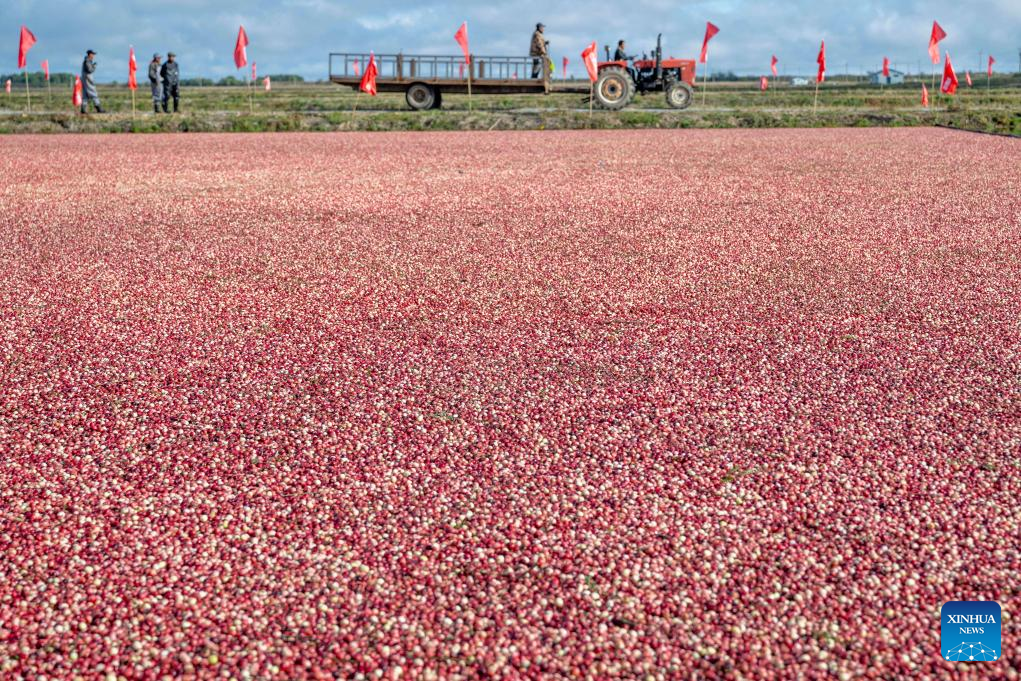 Cranberry harvest festival held in Fuyuan, NE China's Heilongjiang