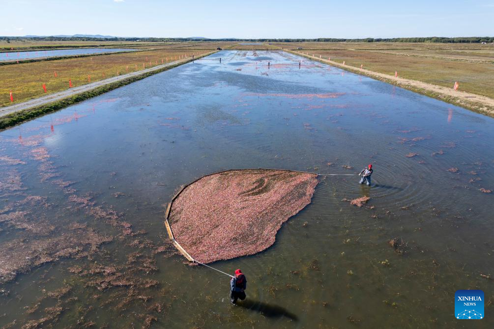 Cranberry harvest festival held in Fuyuan, NE China's Heilongjiang