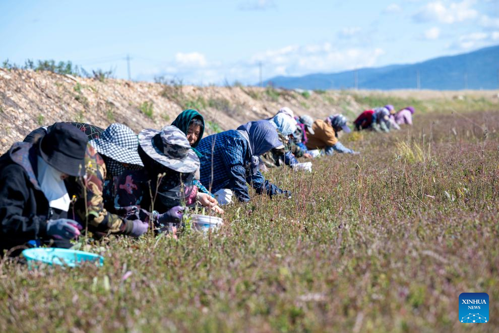 Cranberry harvest festival held in Fuyuan, NE China's Heilongjiang