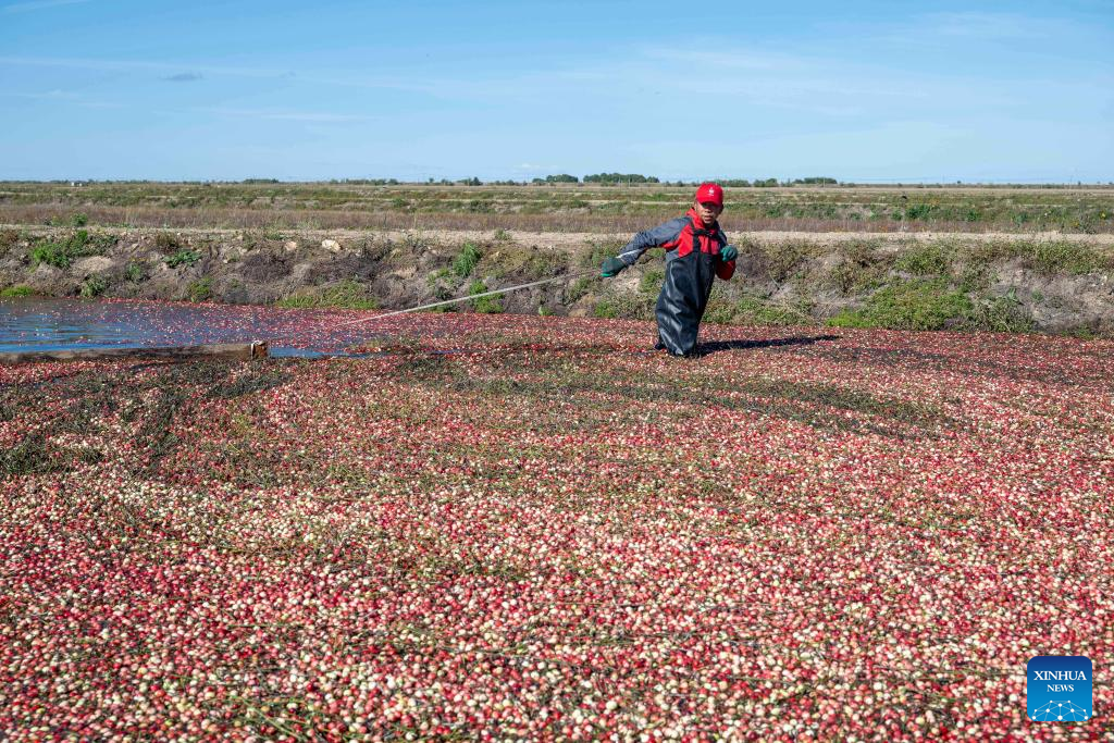 Cranberry harvest festival held in Fuyuan, NE China's Heilongjiang