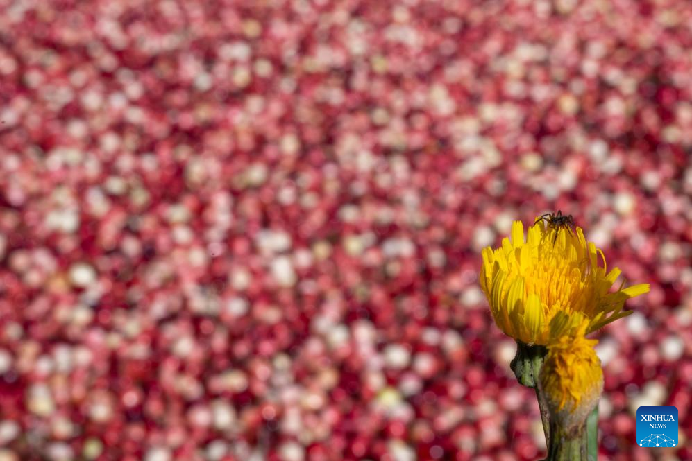 Cranberry harvest festival held in Fuyuan, NE China's Heilongjiang
