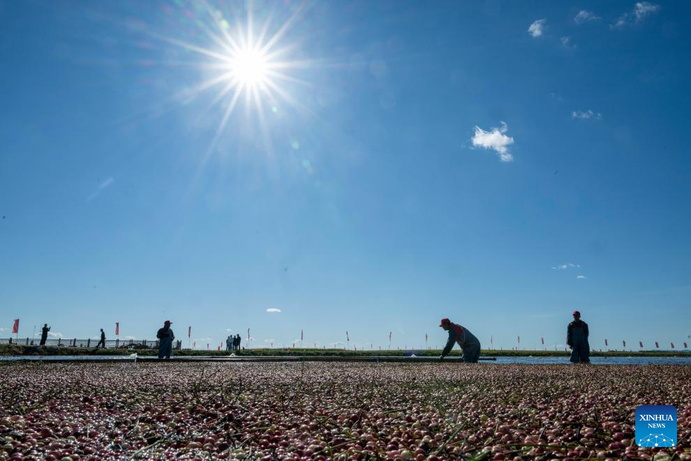 Cranberry harvest festival held in Fuyuan, NE China's Heilongjiang