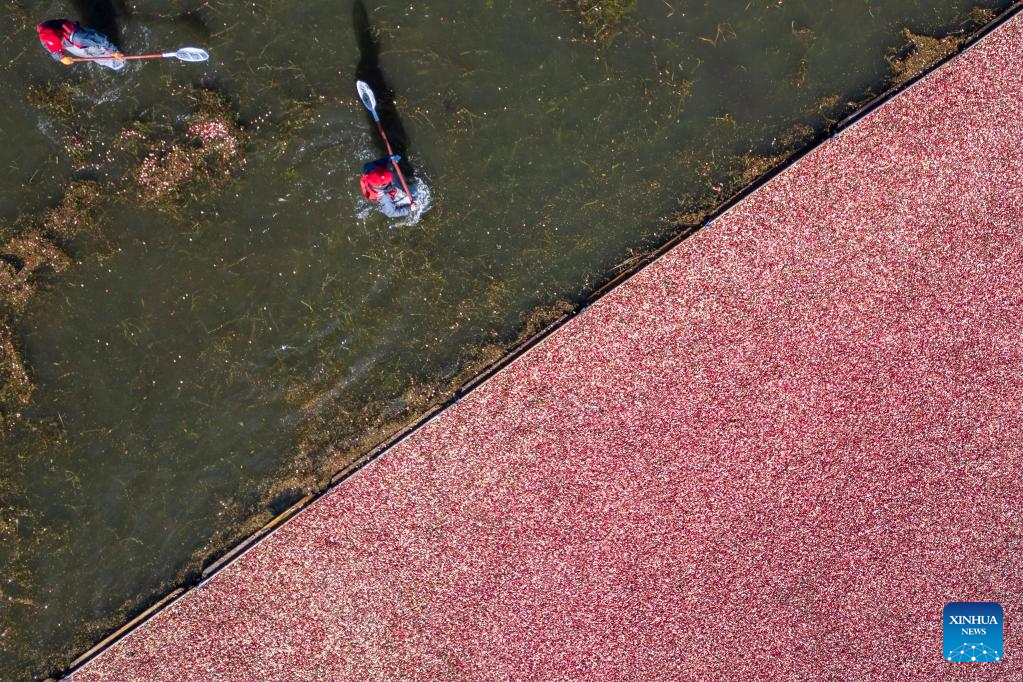 Cranberry harvest festival held in Fuyuan, NE China's Heilongjiang