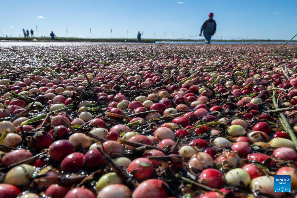 Cranberry harvest festival held in Fuyuan, NE China's Heilongjiang