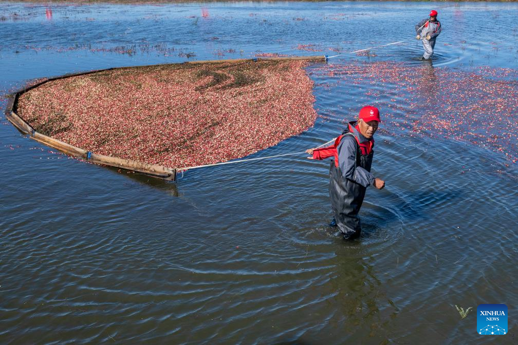 Cranberry harvest festival held in Fuyuan, NE China's Heilongjiang